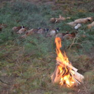 Polowanie zbiorowe 21 listopada 2015