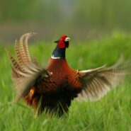 Noworoczne podsypy – niedziela 3.01.2016