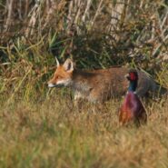 Polowanie zbiorowe 20 lutego 2016