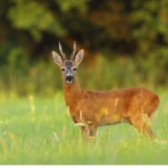 7 Maja 2016 – Walne Zgromadzenie i obowiązkowe przystrzelanie broni