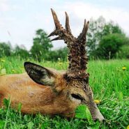 Złoty rogacz 2016 + prace gospodarcze 11.06.2016