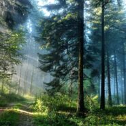 Polowanie zbiorowe 22 października 2016