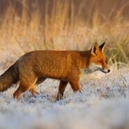 Kampinoski lisiarz sezonu 2014/2015