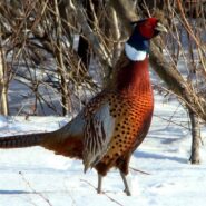 Polowanie zbiorowe 21 stycznia 2017