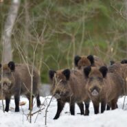 Polowanie noworoczne 7 stycznia 2017