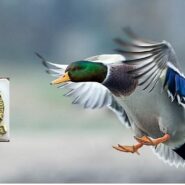 Polowanie zbiorowe 20 sierpnia 2016