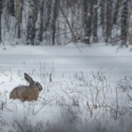 Polowania zbiorowe 3 grudnia 2016