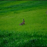 Podziękowanie i komunikat